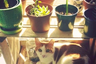 Make a Windowsill Cat Garden