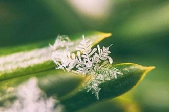 Bark and Buds: Winter Tree Identification Walk