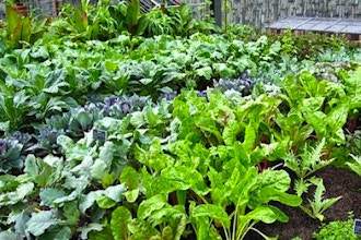 Grow a Culinary Garden