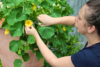 Container Gardening on Rooftops, Terraces and Balconies