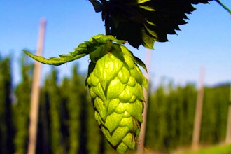 Grow Your Own Hops