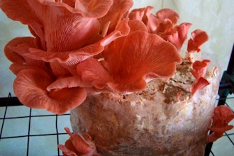 Grow Mushrooms Indoors