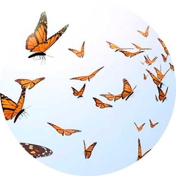 Base of Awareness