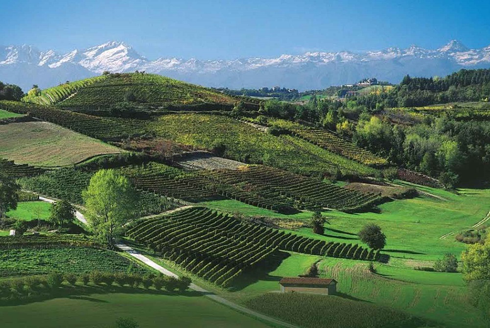 Wines of Piedmont