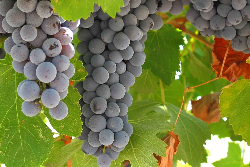 Wines of Sicily