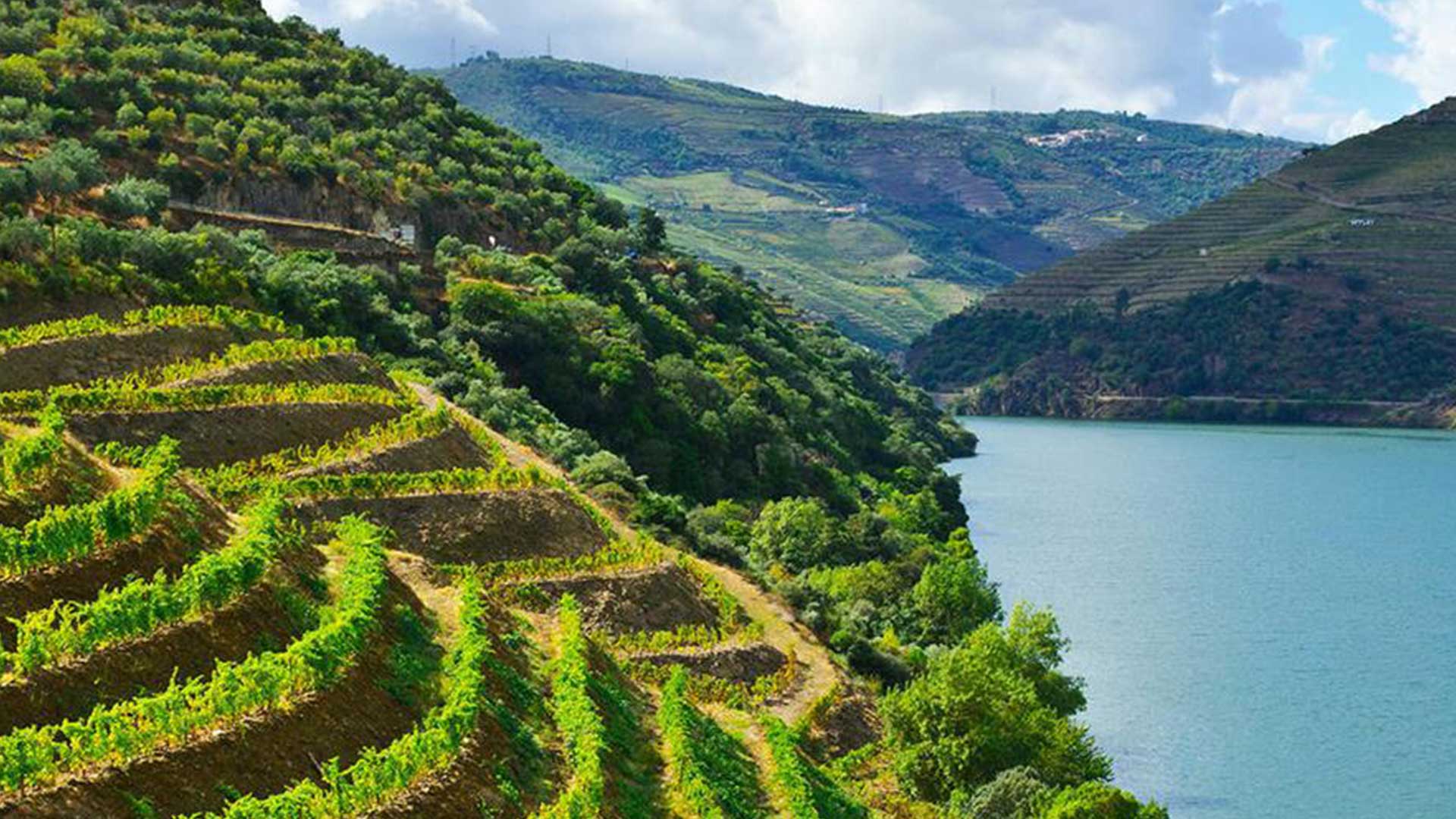 Wines of Portugal