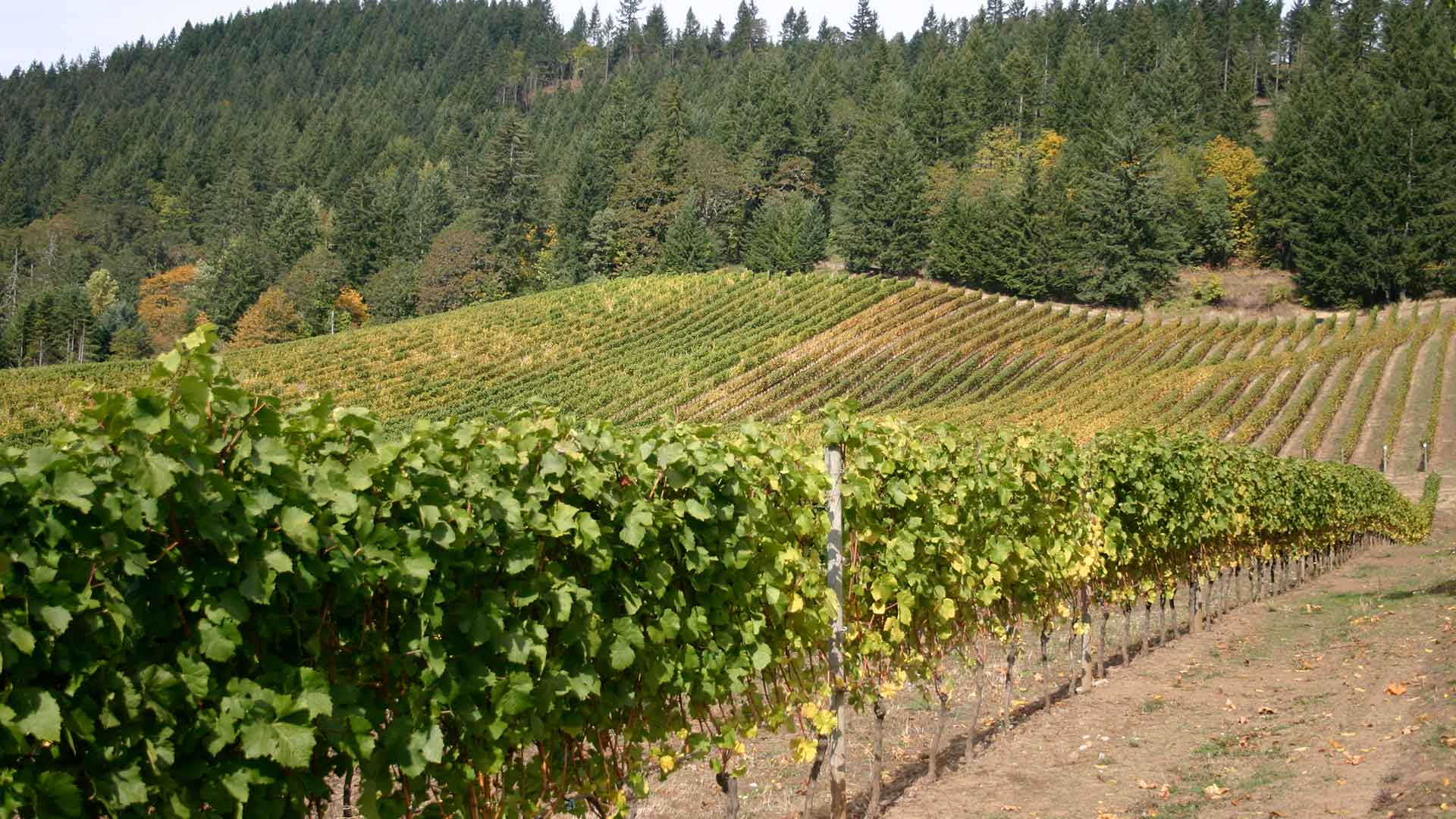 Willamette Valley Wines