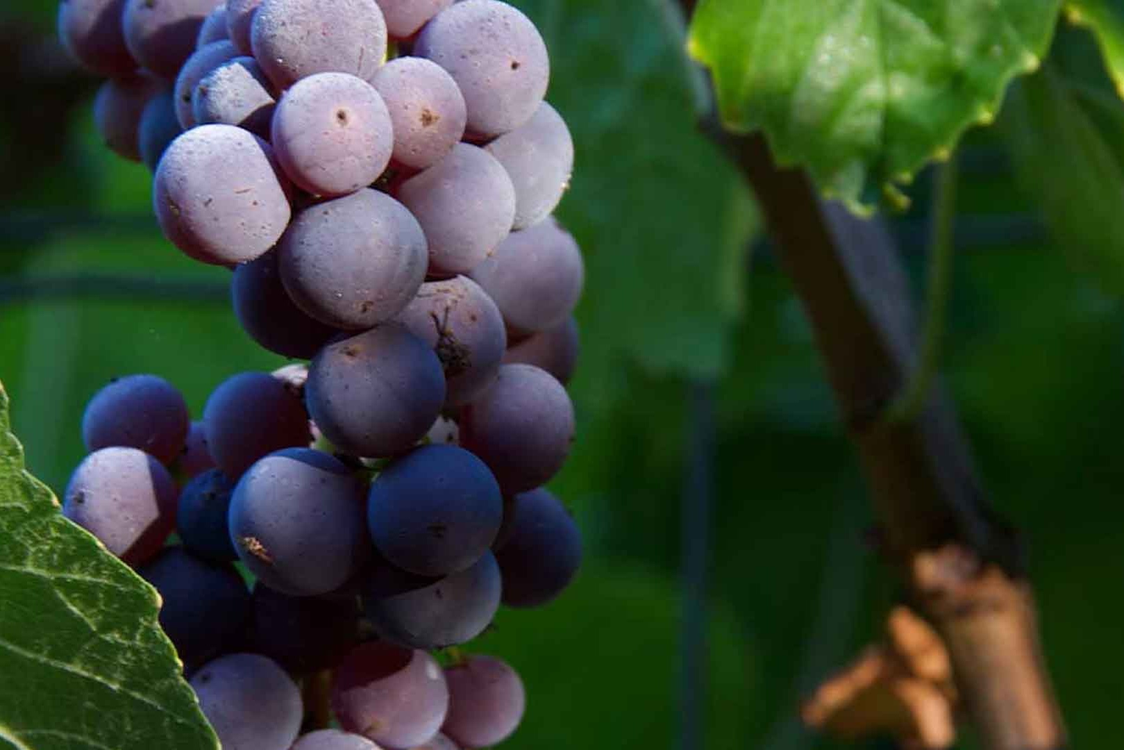 The Elements of Wine