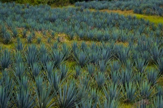 From Agave to Glass: Tequila & Mezcal Tasting