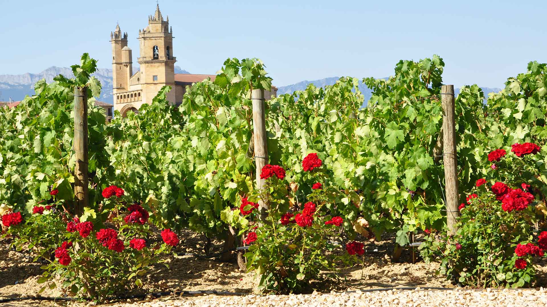 Wines of Spain: Classics Revisited