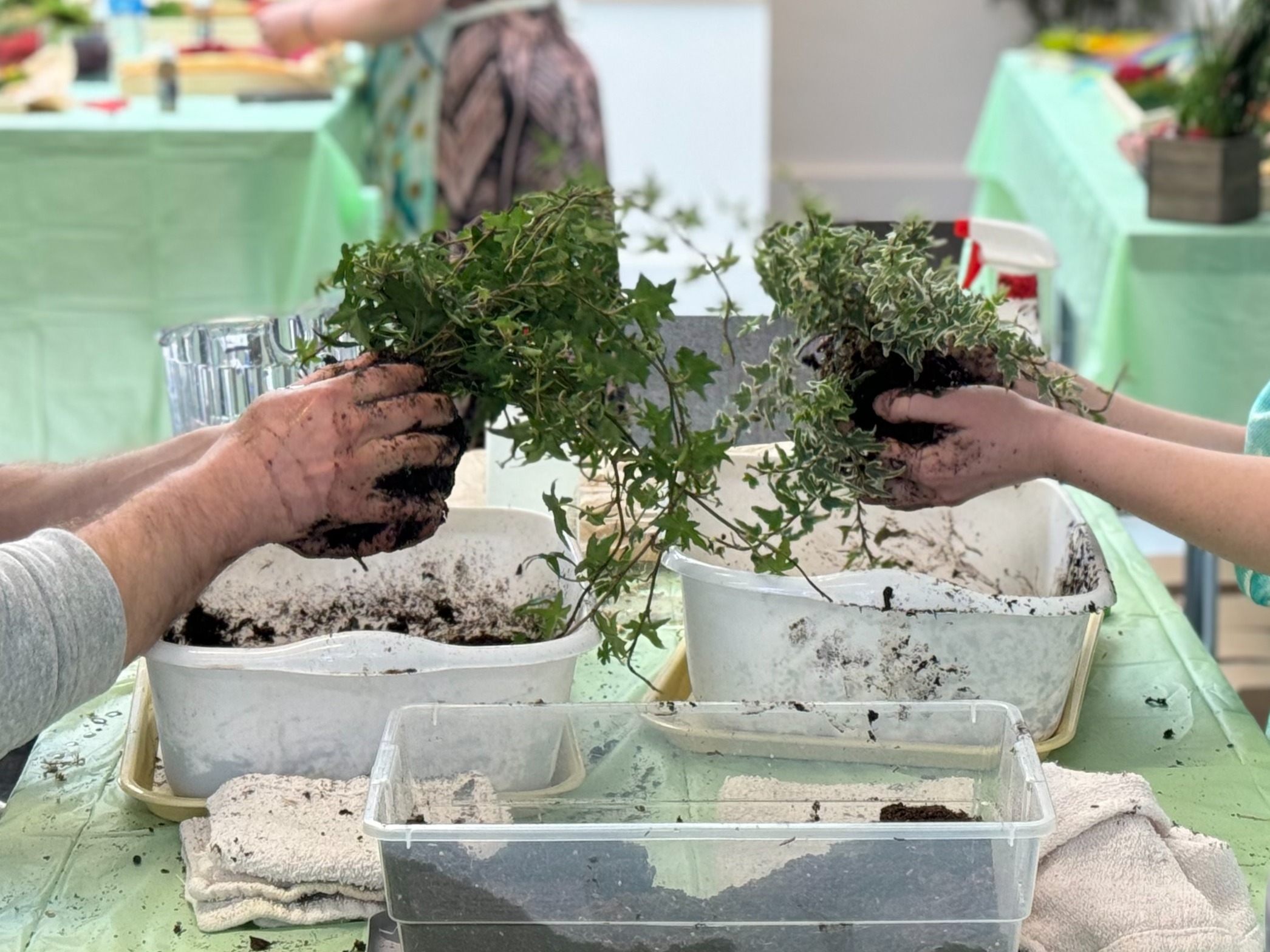 Kokedama