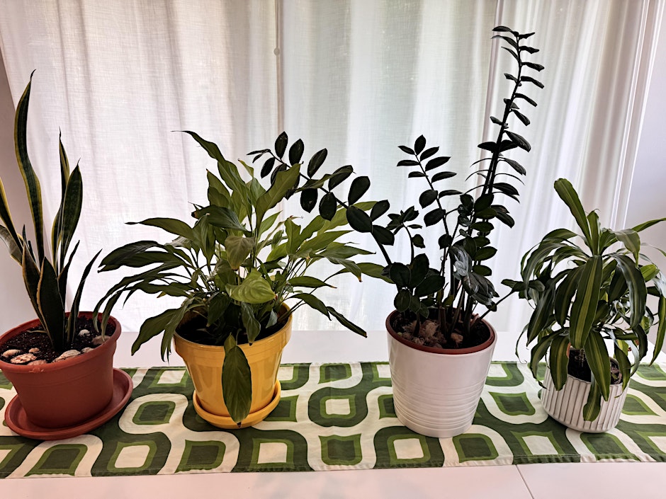 Houseplant 101 Workshop