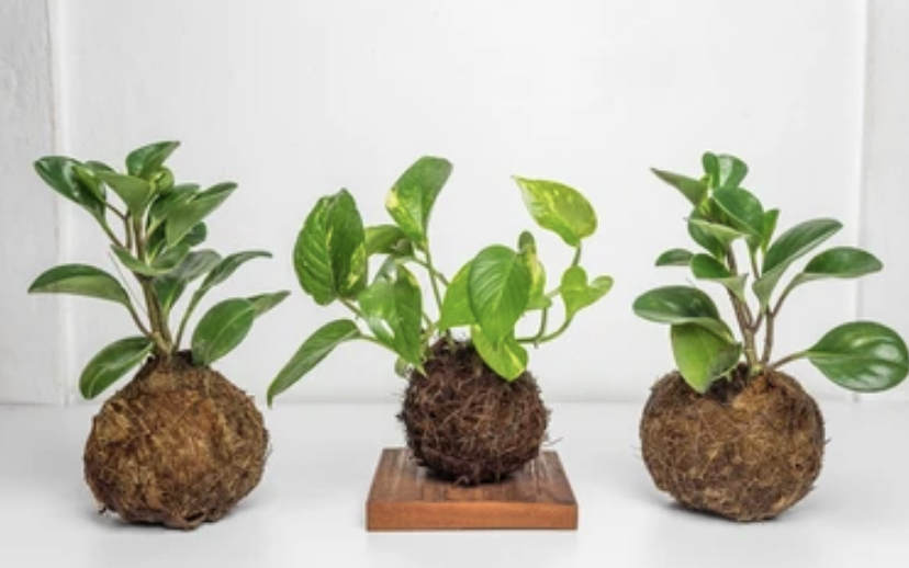 Kokedama