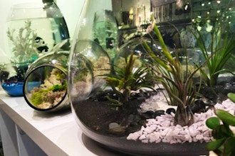 Adult Terrarium