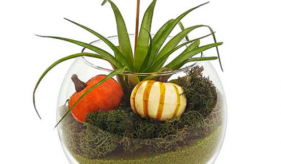 Halloween Terrarium Workshop