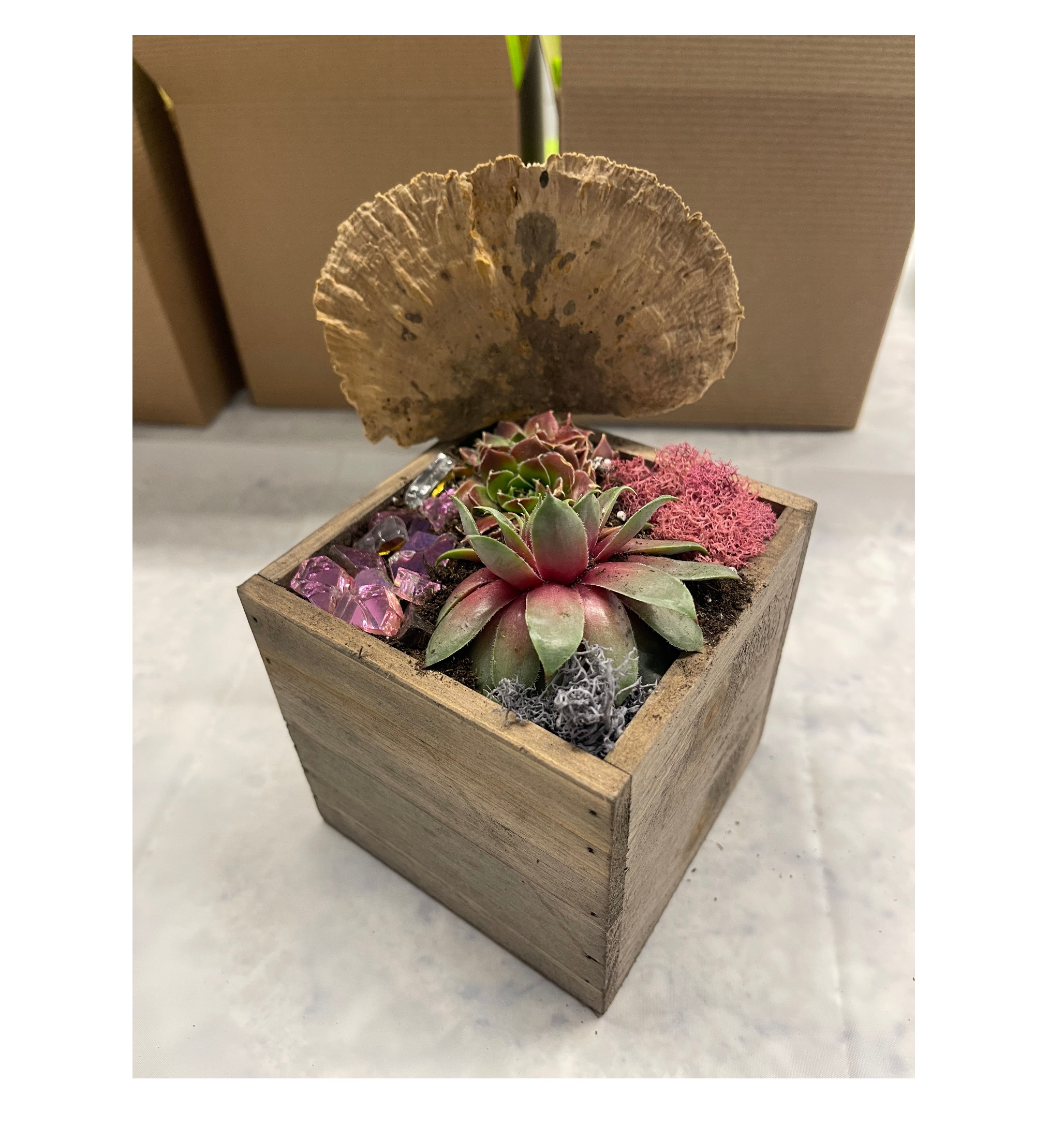 Succulent Treasure Box