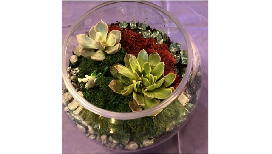 Open Terrarium with Crystal Workshop