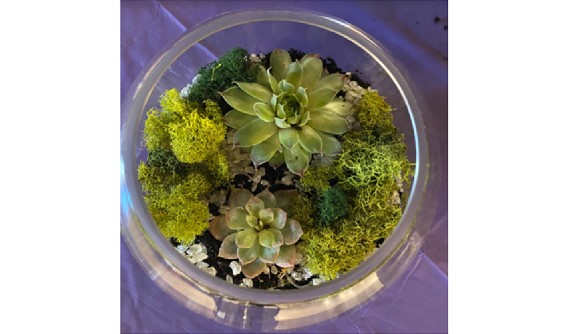 Virtual Terrarium