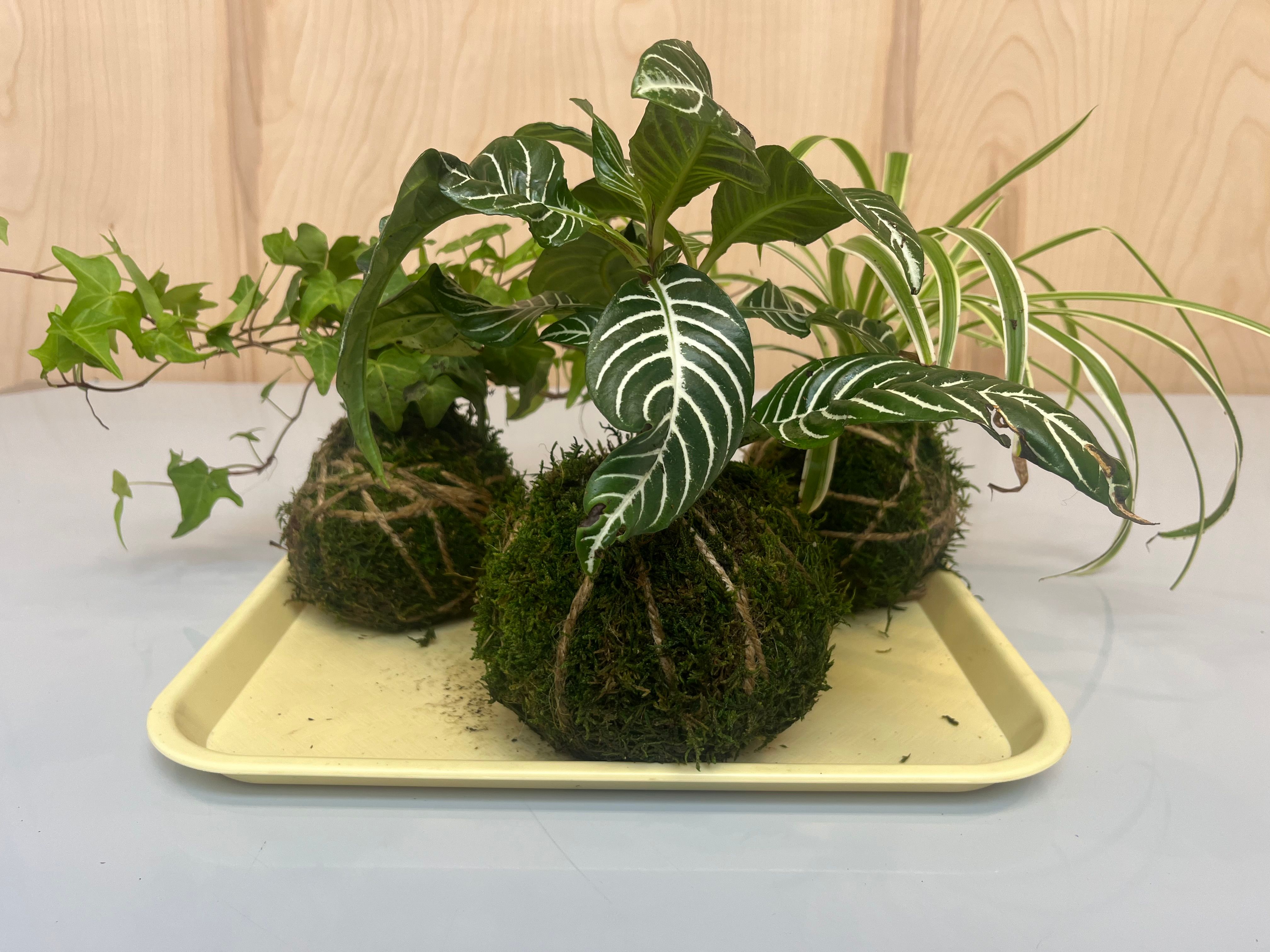Kokedama